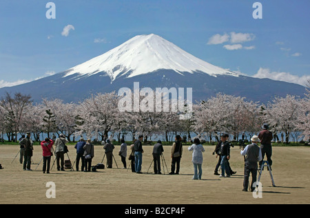 Lots of Photographers Taking Pictures of Mt. Fuji and Cherry Blossoms Background Kawaguchiko Town Yamanashi Japan Stock Photo
