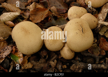 Scaly earthball fungi Scleroderma verrucosum in woodland UK Stock Photo