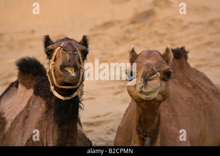 CAMELS Camelus bactrianus chew their cud in the THAR DESERT near JAISALMER during a SAFARI RAJASTHAN INDIA Stock Photo