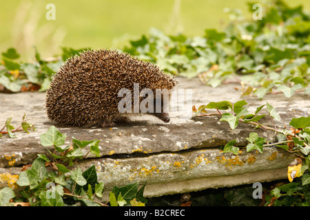 Hedgehog Erinaceus europaeus summer West Midlands Stock Photo