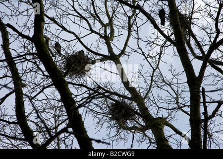 Crows nests in branches of  tree, Ireland Stock Photo