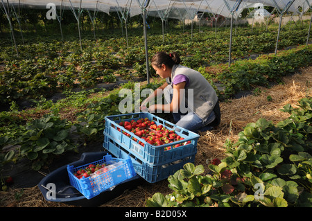 foreign worker picking Strawberries under polytunnel in the Kent Countryside Stock Photo