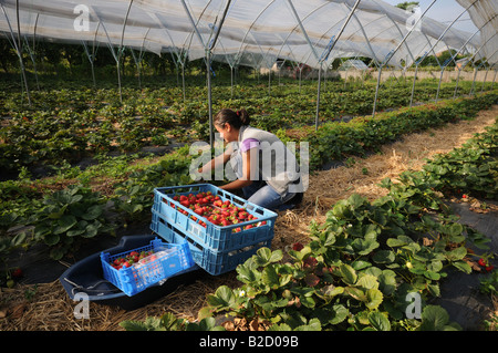 foreign worker picking Strawberries under polytunnel in the Kent Countryside Stock Photo