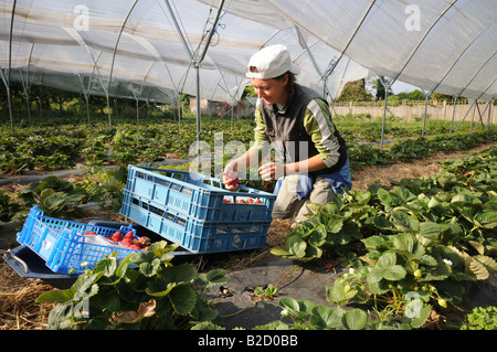 foreign worker picking Strawberries under polytunnel in the Kent Countryside Stock Photo