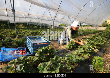 foreign worker picking Strawberries under polytunnel in the Kent Countryside Stock Photo