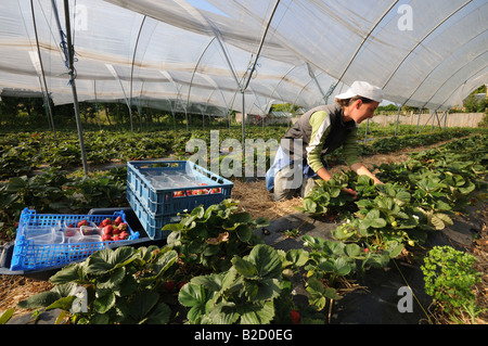 foreign worker picking Strawberries under polytunnel in the Kent Countryside Stock Photo