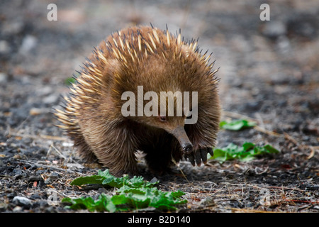 Short beaked Echidna seen close up in  Tasmania, Australia Stock Photo