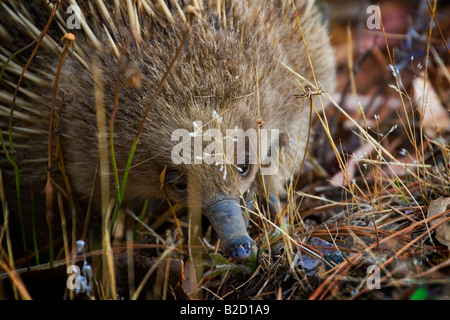 Short beaked Echidna seen close up in  Tasmania, Australia Stock Photo