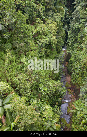 Breakfast River Gorge cuts through the rainforest in Southern Dominica West Indies Stock Photo