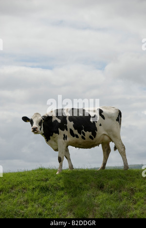 Black and White dairy cow grazing in a field. Autumn countryside ...