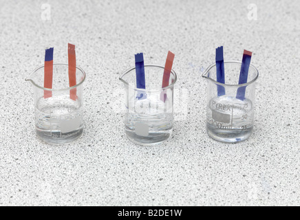 Litmus Paper in Use Blue Litmus Turns Red Under Acidic Conditiona and Red Litmus Turns Blue under Alkaline Conditions Stock Photo