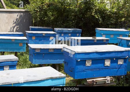 Beehive Stock Photo