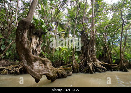 Swamp Blood Trees Pterocarpus officinalis Indian River Dominica West Indies Stock Photo