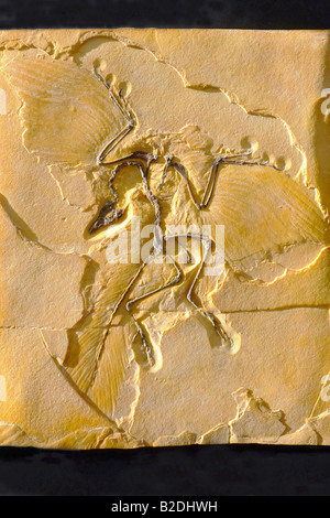 5063883 Fossil Stock Photo
