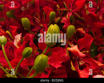 Flambouyant tree flowers in bloom Harare Zimbabwe Stock Photo