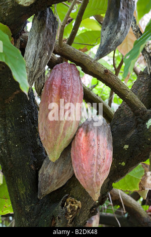 Cocoa pods Cocoa tree Theobroma cacao Dominica West Indies Stock Photo