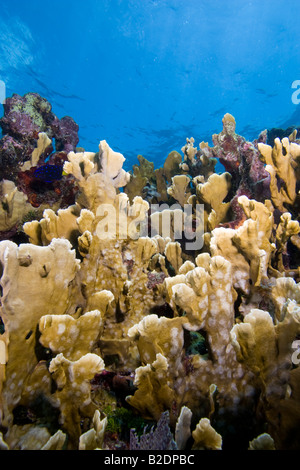 Blade Fire Coral, Millepora complanata Stock Photo