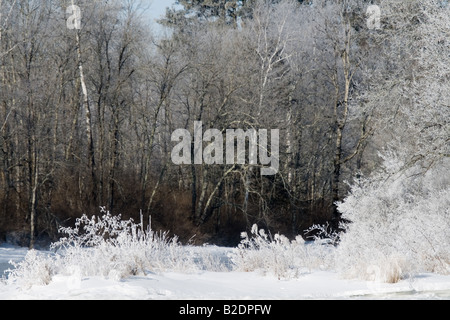 Hoar frost on the east fork of the Chippewa River Sawyer Co WI Stock Photo