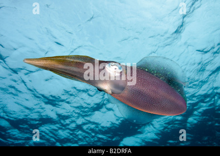The Caribbean reef squid, Sepioteuthis sepioidea, is commonly observed in shallow near shore water of the Caribbean. Stock Photo