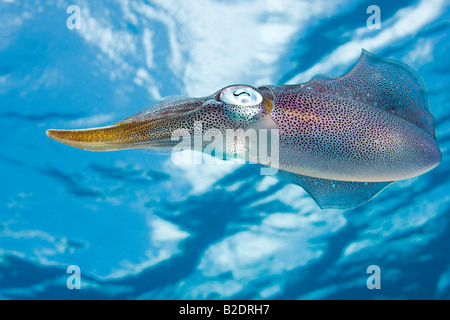 The Caribbean reef squid, Sepioteuthis sepioidea, is commonly observed in shallow near shore water of the Caribbean. Stock Photo