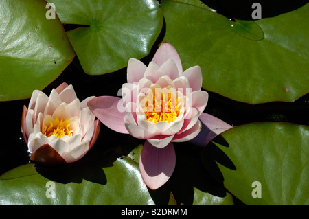 Pink water lily flowers and leaves Stock Photo