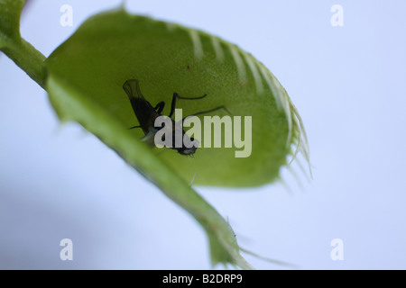 Decomposed housefly inside an opening venus fly trap - Stock Image -  C056/8561 - Science Photo Library