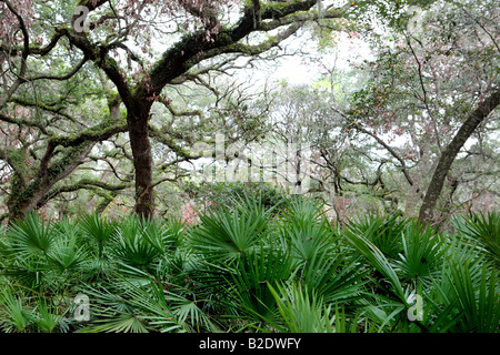 PALMETTOS SERENOA REPENS AND LIVE OAK QUERCUS VIRGINIANA FOREST ON CUMBERLAND ISLAND GEORGIA USA Stock Photo