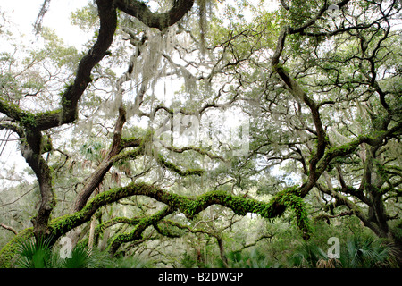 LIVE OAKS QUERCUS VIRGINIANA WITH RESURRECTION FERN POLYPODIUM POLYPODIOIDES AND SPANISH MOSS TILLANDSIA USNEOIDES ON CUMBERLAND Stock Photo