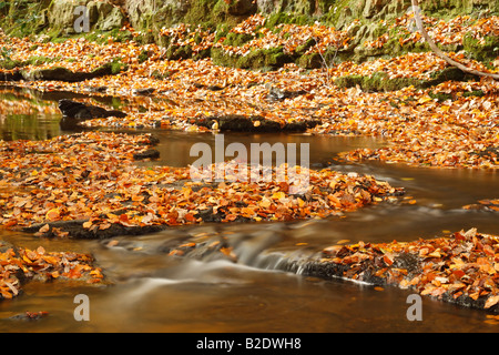 The small stream of May Beck flowing through a beech woodland with lots of leaves on the bank and woodland floor Stock Photo