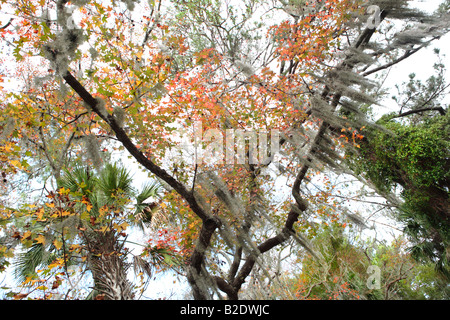 AUTUMN FOREST CANOPY ON CUMBERLAND ISLAND GEORGIA USA Stock Photo