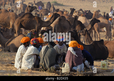A group of camel traders sitting huddled together with camels in the background at the Pushkar fair. Pushkar, Rajasthan, India. Stock Photo