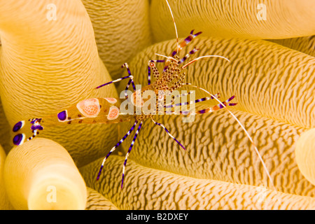 A spotted cleaner shrimp, Periclimenes yucatanicus, on it's host anemone, Bonaire, Caribbean. Stock Photo