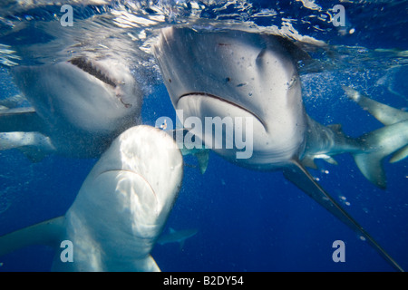 The Galapagos shark, Carcharhinus galapagensis can reach twelve feet in length and is listed as “potentially dangerous”.  Hawaii Stock Photo