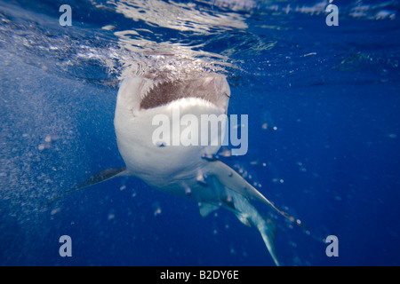 The Galapagos shark, Carcharhinus galapagensis, can reach twelve feet in length, Hawaii. Stock Photo