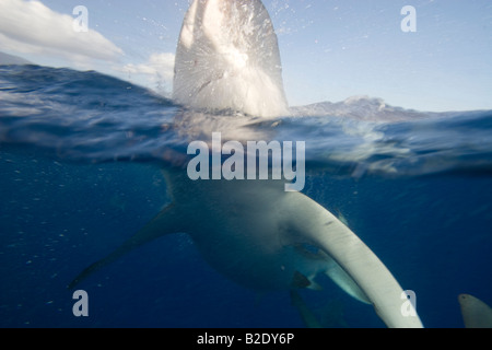 The Galapagos shark, Carcharhinus galapagensis, can reach twelve feet in length, Hawaii. Stock Photo