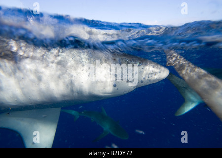 The Galapagos shark, Carcharhinus galapagensis, can reach twelve feet in length, Hawaii. Stock Photo