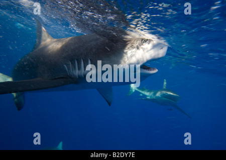 The galapagos shark, Carcharhinus galapagensis, can reach twelve feet in length, Hawaii. Stock Photo