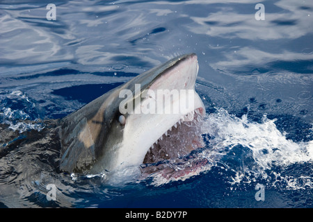 The galapagos shark, Carcharhinus galapagensis, can reach twelve feet in length, Hawaii. Stock Photo