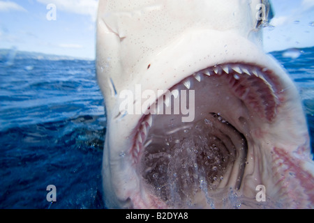 The Galapagos shark, Carcharhinus galapagensis, can reach twelve feet in length, Hawaii. Stock Photo