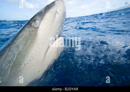The Galapagos shark, Carcharhinus galapagensis, can reach twelve feet in length, Oahu, Hawaii. Stock Photo
