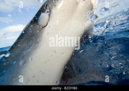 The Galapagos shark, Carcharhinus galapagensis, can reach twelve feet in length, Oahu, Hawaii. Stock Photo