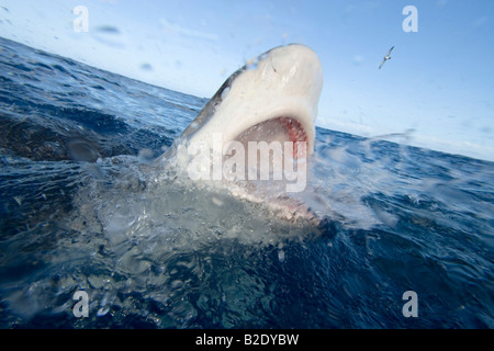 The Galapagos shark, Carcharhinus galapagensis, can reach twelve feet in length, Oahu, Hawaii. Stock Photo