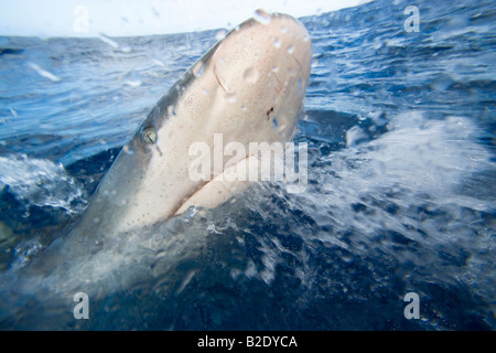 The Galapagos shark, Carcharhinus galapagensis, can reach twelve feet in length, Oahu, Hawaii. Stock Photo