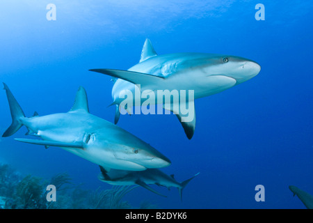 Caribbean Reef Sharks, Carcharhinus perezi, Bahamas. Stock Photo