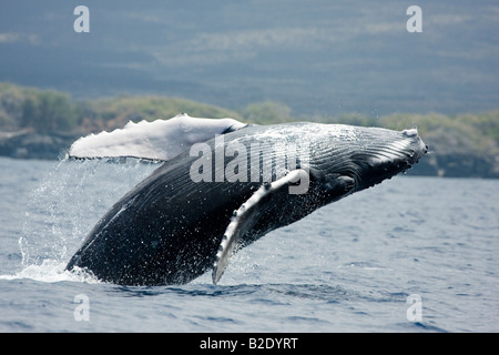 Breaching humpback whale calf, Megaptera novaeangliae, off the Big Island, Hawaii. Stock Photo
