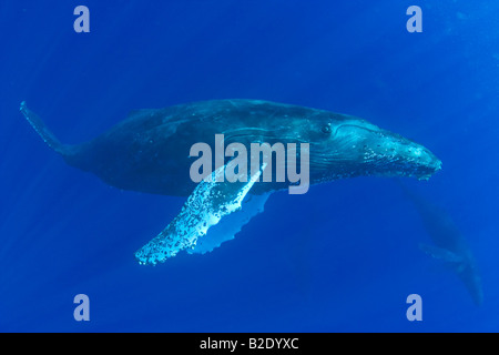 Humpback whale, Megaptera novaeangliae, Hawaii. Stock Photo