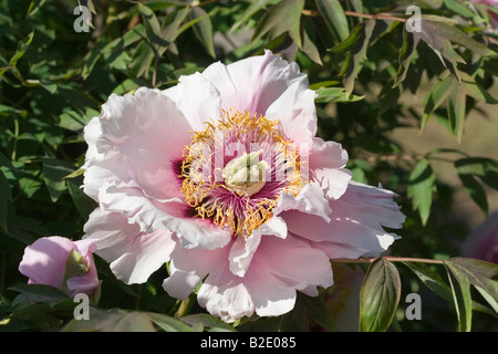 Gorgeous peony flower blooming at the spring Stock Photo