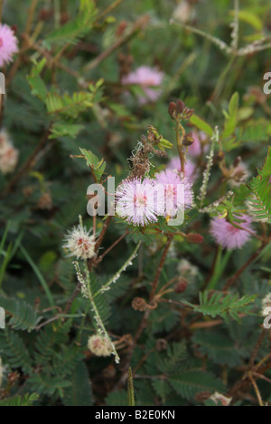 mimosa pudica or sensitive plant Stock Photo