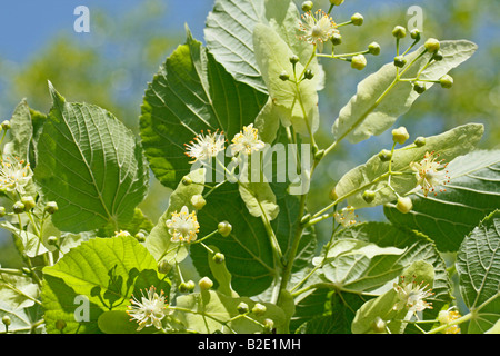 Common lime or linden tree Tilia platiphyllos or cordata Stock Photo