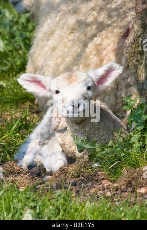 Spring lamb during lambing season sits with mother Stock Photo